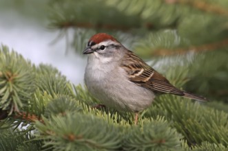Chipping Sparrow (Spizella passerina), Saskatchewan, Canada, North America