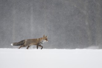 Red fox in the snow, Steinborn, Rhineland-Palatinate, Germany, Europe