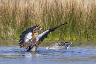 Egyptian goose (Alopochen aegyptiaca) male splashing water while flapping wings in pond in spring