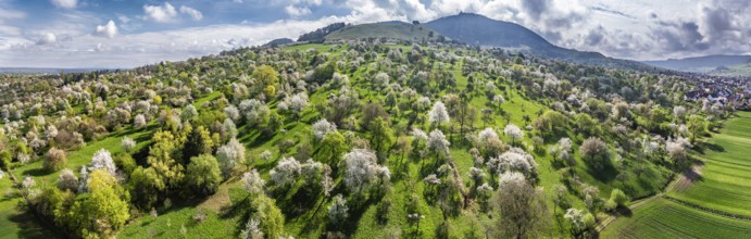 Spring on the Albtrauf of the Swabian Alb. In the Lenninger Valley, fruit trees blossom in the