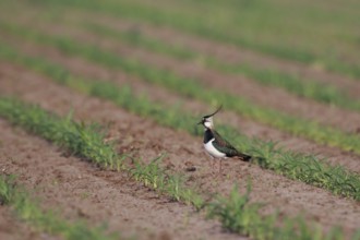 Northern Lapwing (Vanellus vanellus) female on a field, North Rhine-Westphalia, Germany, Europe