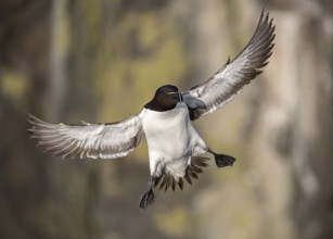Razorbill (Alca torda islandica) flying, Scotland, United Kingdom, Europe