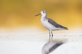 Common Greenshank (Tringa nebularia), Victoria, Australia, Oceania