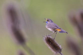 Bluethroat (Luscinia svecica cyanecula) male singing, Netherlands
