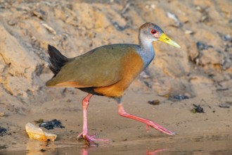 Grey-necked wood rail (Aramides cajanea) Pantanal Brazil