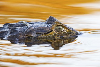 Spectacled caiman (Caiman crocodilius) Pantanal Brazil