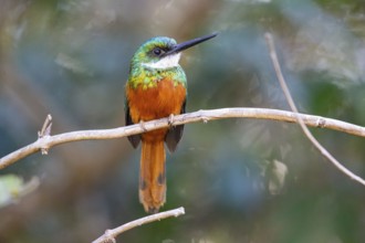 Rufous-tailed jacamar (Galbula ruficauda) Pantanal Brazil