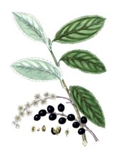 Prunus laurocerasus, laurel cherry, also known as Pontic laurel cherry or cherry laurel, digital