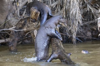 Giant otter (Pteronura brasiliensis) Pantanal Brazil