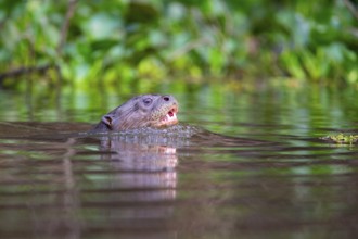 Giant otter (Pteronura brasiliensis) Pantanal Brazil
