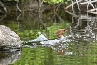 Common merganser. Mergus merganser. A female dives in a lake from a rock. Lake Wapizagonke. La