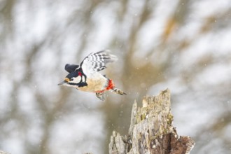 Great spotted woodpecker (Dendrocopus major) ml Germany