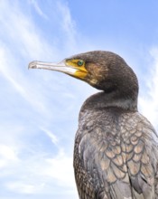 Cormorant (Phalacrocorax carbo), close-up, blue sky, looking to the left, profile view, Herdecke,