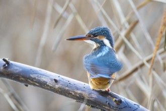 Kingfisher (Alcedo atthis) wbl Germany