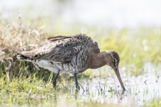 Black-tailed godwit (Limosa limosa), Lower Saxony, Germany, Europe