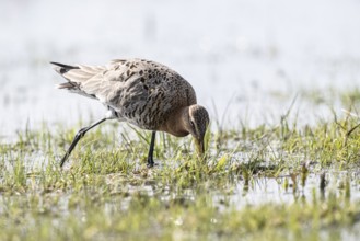 Black-tailed godwit (Limosa limosa), Lower Saxony, Germany, Europe
