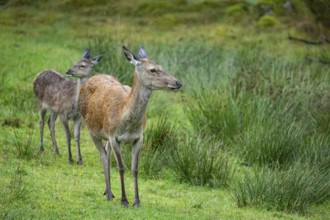 Red deer (Cervus elaphus) cow with calf captive Germany