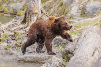 A young male brown bear (Ursus arctos arctos), soaked from bathing in a stream, runs over hilly
