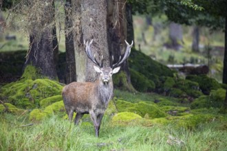 Red deer (Cervus elaphus) Rutting behaviour captive Germany