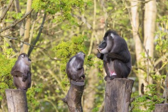 Three Drills (Mandrillus leucophaeus), a male and two females, sit high up on the three stumps of a