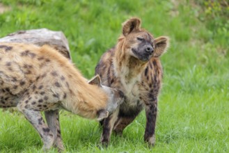Two adult spotted hyenas (Crocuta crocuta), one male and one female, display courtship behavior