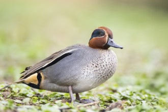Eurasian teal (Anas crecca) male walking on a meadow, Bavaria, Germany, Europe