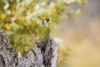 Green woodpecker (Picus viridis) Germany