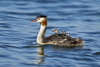 Great Crested Grebe (Podiceps Scalloped ribbonfish), with three chicks in plumage swimming in the