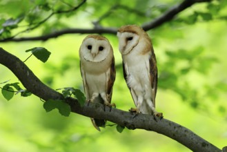 Barn owl (Tyto alba), adult, pair, vigilant, on tree, in summer, Šumava, Czech Republic, Europe