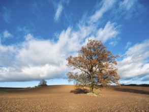 Solitary oak tree on ploughed field under blue sky with clouds in autumn, Burgenlandkreis,