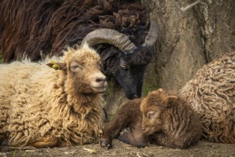 Ouessant sheep (Breton dwarf sheep), lamb and ewe lying down, with a black ram behind them. Grazing