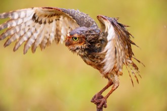 Burrowing owl (Speotyto cunicularia) Pantanal Brazil