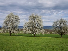 Flowering pear trees (Pyrus communis), Beinwil, Freiamt, Canton Aargau, Switzerland, Europe
