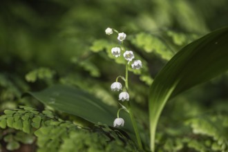 Lily of the valley (Convallaria majalis), Emsland, Lower Saxony, Germany, Europe