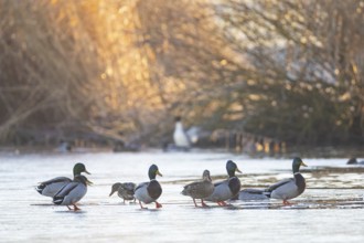 Mallard (Anas platyrhynchos) Germany