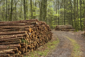 Piles of logs at road in beech forest in Ystad municipality, Skåne county, Sweden, Scandinavia,