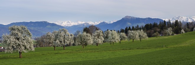 Flowering pear trees (Pyrus communis) . In the background the snow-covered Alps and the Rigi,
