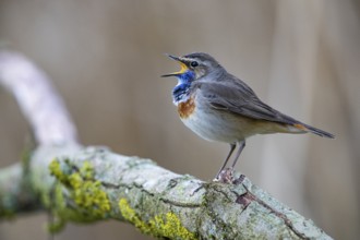 Bluethroat (Luscinia svecica cyanecula) Male Germany