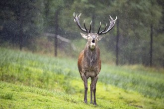 Red deer (Cervus elaphus) Rutting behaviour captive Germany