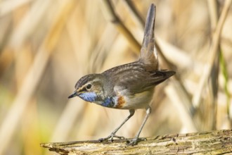 Bluethroat (Luscinia svecica cyanecula) Male Germany