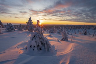 Winter landscape with snow-covered trees, Riisitunturi National Park, Posio, Lapland, Finland,