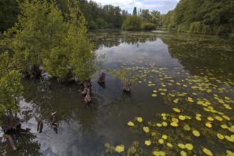 The Niepkuhlen a body of water with water lilies and trees creates a tranquil, natural scene,