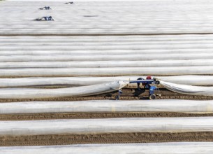 DefaultAsparagus harvest on the Lower Rhine, near Wesel, asparagus field under thermo foil, for