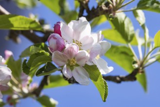 Apple blossom. Spring in the Ortenau. Renchen, Baden-Württemberg, Germany, Europe