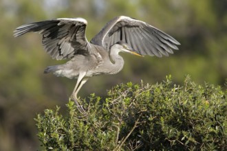 Grey Heron (Ardea cinerea) flying, Camarque, France, Europe