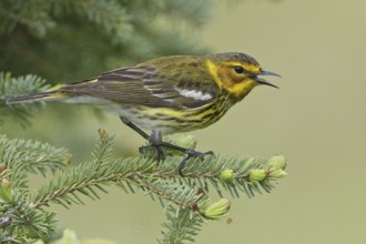 Cape May Warbler (Setophaga tigrina) singing, Manitoba, Canada, North America