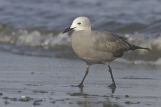 Grey Gull (Leucophaeus modestus), Isla de Ballestas National Park, Peru, South America