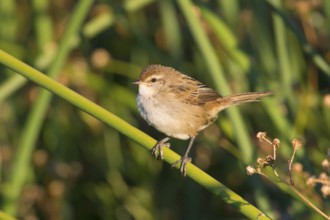 Little Grassbird (Megalurus gramineus), Victoria, Australia, Oceania
