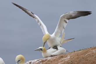 Northern Gannet (Morus bassanus) pair mating, Schleswig-Holstein, Germany, Europe