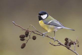 Great Tit (Parus major) perched on a branch, Poland, Europe
